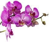 Орхидея АРОМАЖИДКОСТЬ картинка