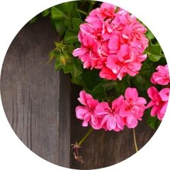 Geranium & Rosewood / Герань і рожеве дерево АРОМАРІДИНА фото