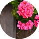 Geranium & Rosewood / Герань и розовое дерево АРОМАЖИДКОСТЬ, 10 мл