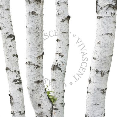 White Woods / Белый лес АРОМАЖИДКОСТЬ фото