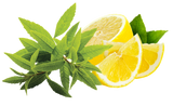 Lemon Verbena / Вербена лимонна АРОМАРІДИНА картинка