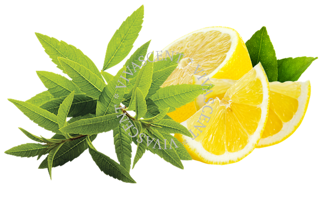 Lemon Verbena / Вербена лимонна АРОМАРІДИНА фото