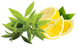 Lemon Verbena / Вербена лимонна АРОМАРІДИНА, 10 мл