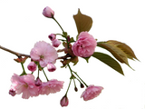 Квіти сакури АРОМАРІДИНА картинка