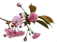 Квіти сакури АРОМАРІДИНА фото