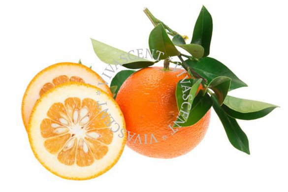 Orange Bitter / Апельсин горький АРОМАЖИДКОСТЬ фото