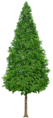 Cypress Wood / Кипарисовое дерево АРОМАЖИДКОСТЬ фото