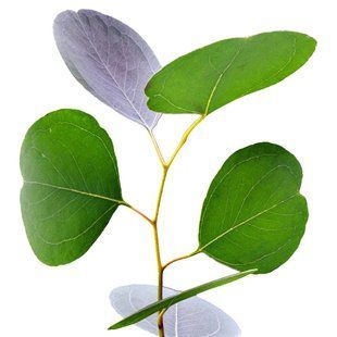 Spa Eucalyptus / Спа Эвкалипт АРОМАЖИДКОСТЬ фото