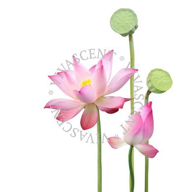 Lotus Flower / Квітка лотоса АРОМАРІДИНА фото