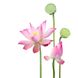 Lotus Flower / Квітка лотоса АРОМАРІДИНА, 10 мл