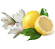 Lemon Magnolia / Лимонная магнолия АРОМАЖИДКОСТЬ, 10 мл