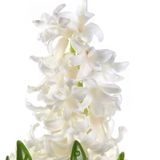 White Hyacinth / Белый гиацинт АРОМАЖИДКОСТЬ картинка