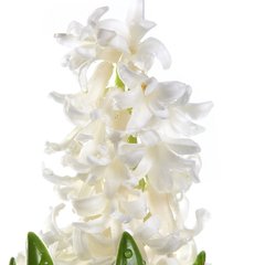 White Hyacinth / Белый гиацинт АРОМАЖИДКОСТЬ фото