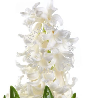 White Hyacinth / Білий гіацинт АРОМАРІДИНА фото