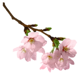 Cherry Blossom / Цвітіння вишні АРОМАРІДИНА картинка