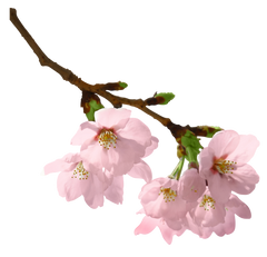 Cherry Blossom / Цвітіння вишні АРОМАРІДИНА фото