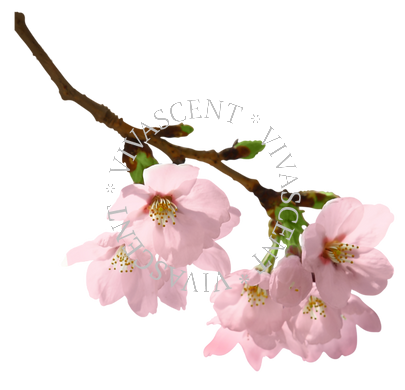 Cherry Blossom / Цвітіння вишні АРОМАРІДИНА фото