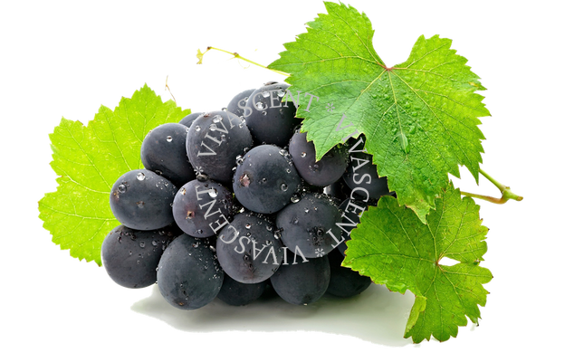 Чорний виноград АРОМАРІДИНА фото