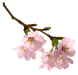 Cherry Blossom / Цвітіння вишні АРОМАРІДИНА, 10 мл