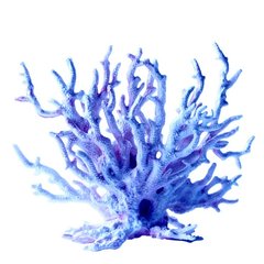 Blue Coral / Синий коралл АРОМАЖИДКОСТЬ фото
